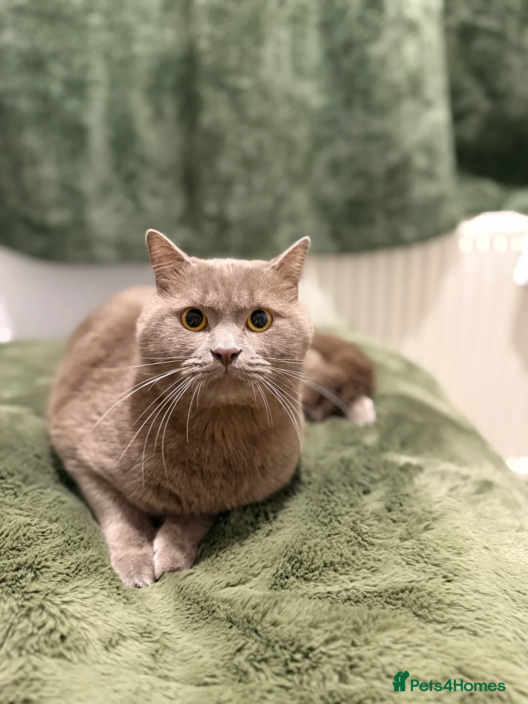 British Shorthair cats for stud: Bear, lilac British shorthair Male in Luton - Advert 5