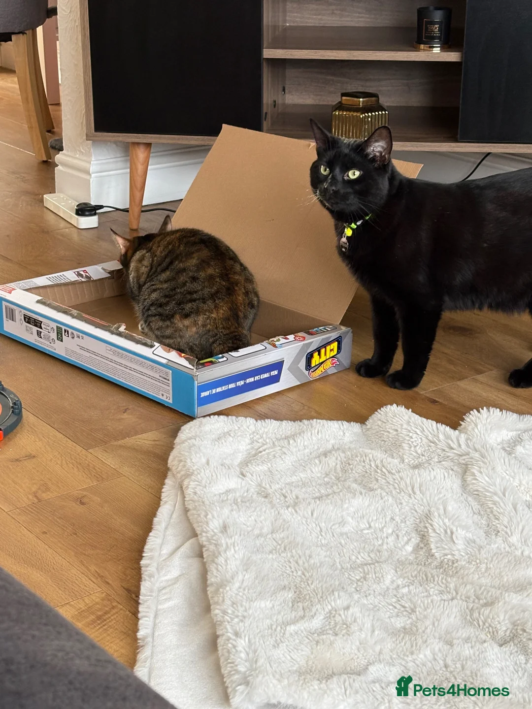 Mixed Breed cats for sale: Two loving cats. She’s 4 he’s 3  in Nottingham - Advert 10