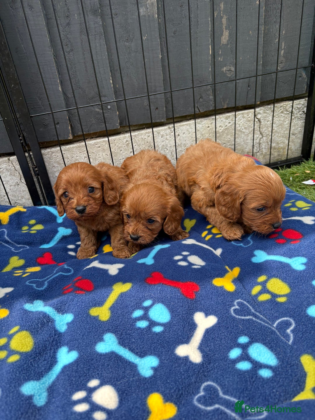 Cavapoo dogs for sale: Only two Beautiful girls cavapoos available  - Image 7
