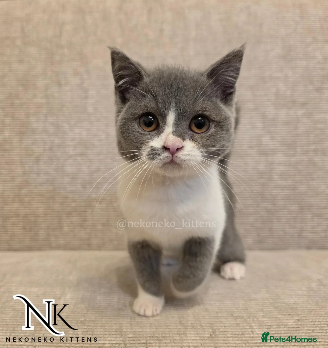 British Shorthair cats for sale: UPDATED PICS - GCCF REG BSH KITTENS - Advert 26