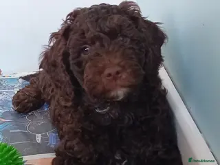 Goldendoodle dogs Adorable Miniature Double Doodle puppies - Advert 6