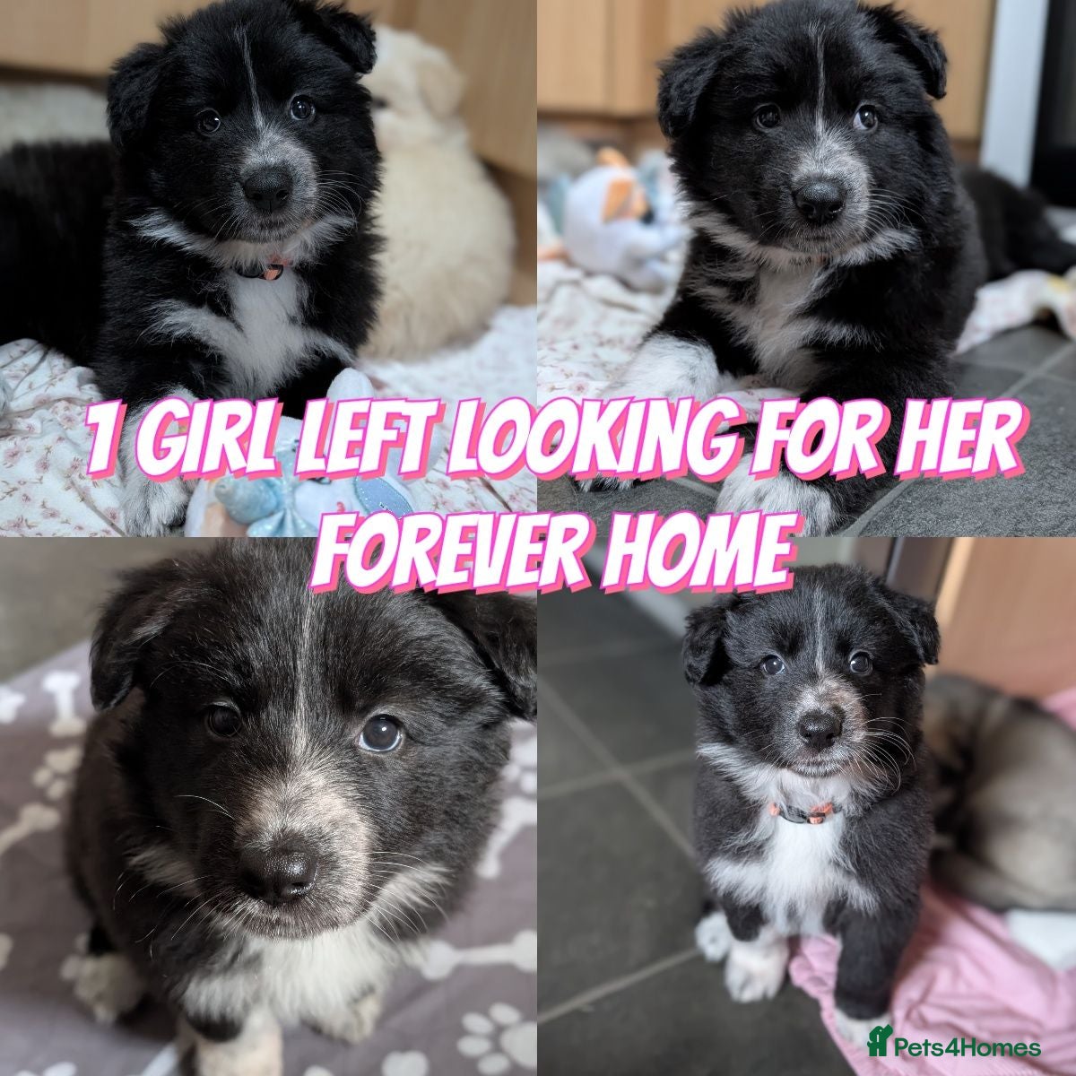 Mixed Breed dogs Border Collie cross Husky cross swiss shepherd  - Advert 6