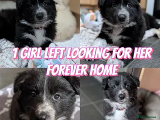 Mixed Breed dogs Border Collie cross Husky cross swiss shepherd - Advert 6