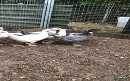 Ducks poultry for sale: Muscovy  ducklings  - Image 3