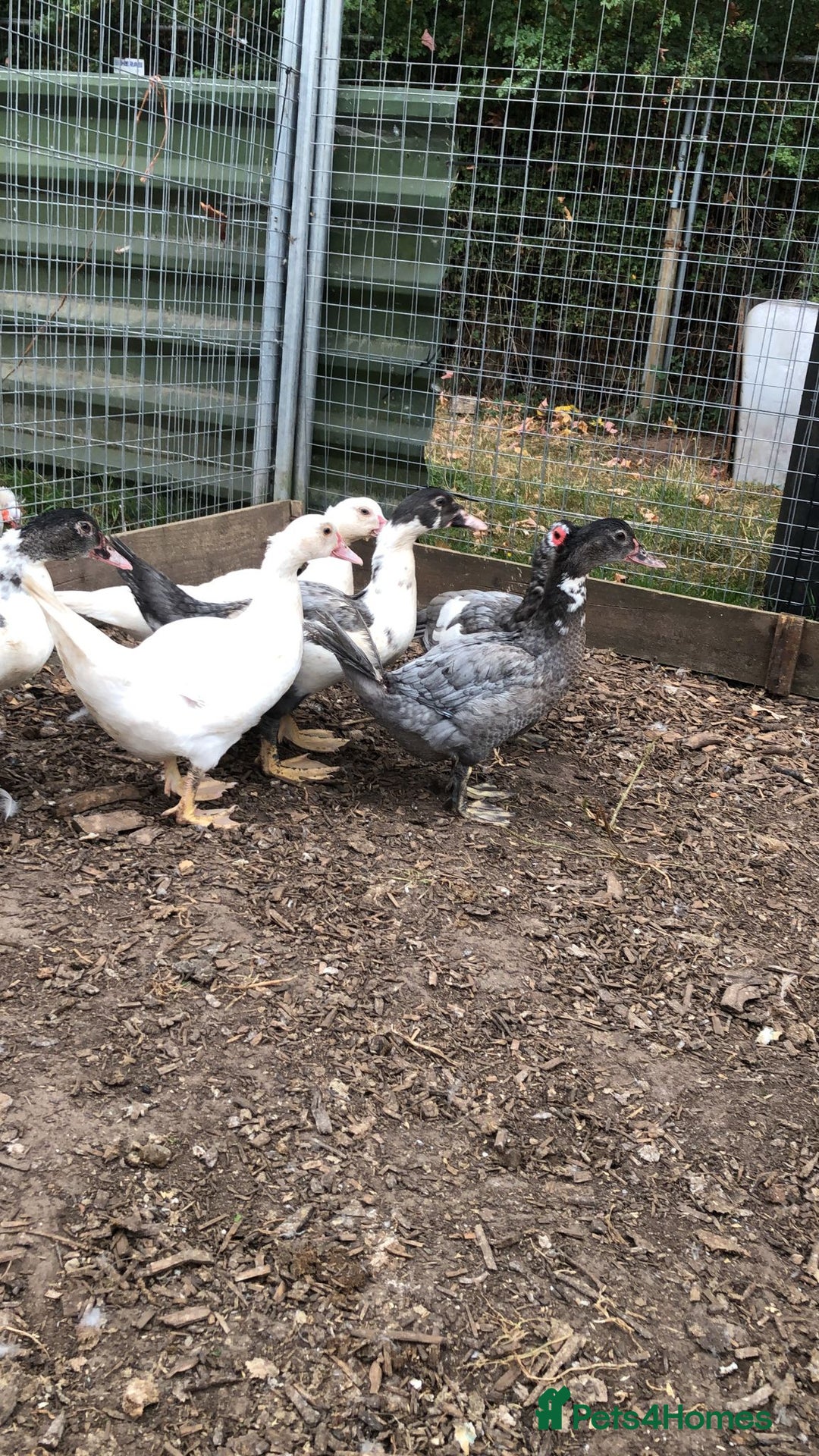 Ducks poultry for sale: Muscovy  ducklings  - Image 3