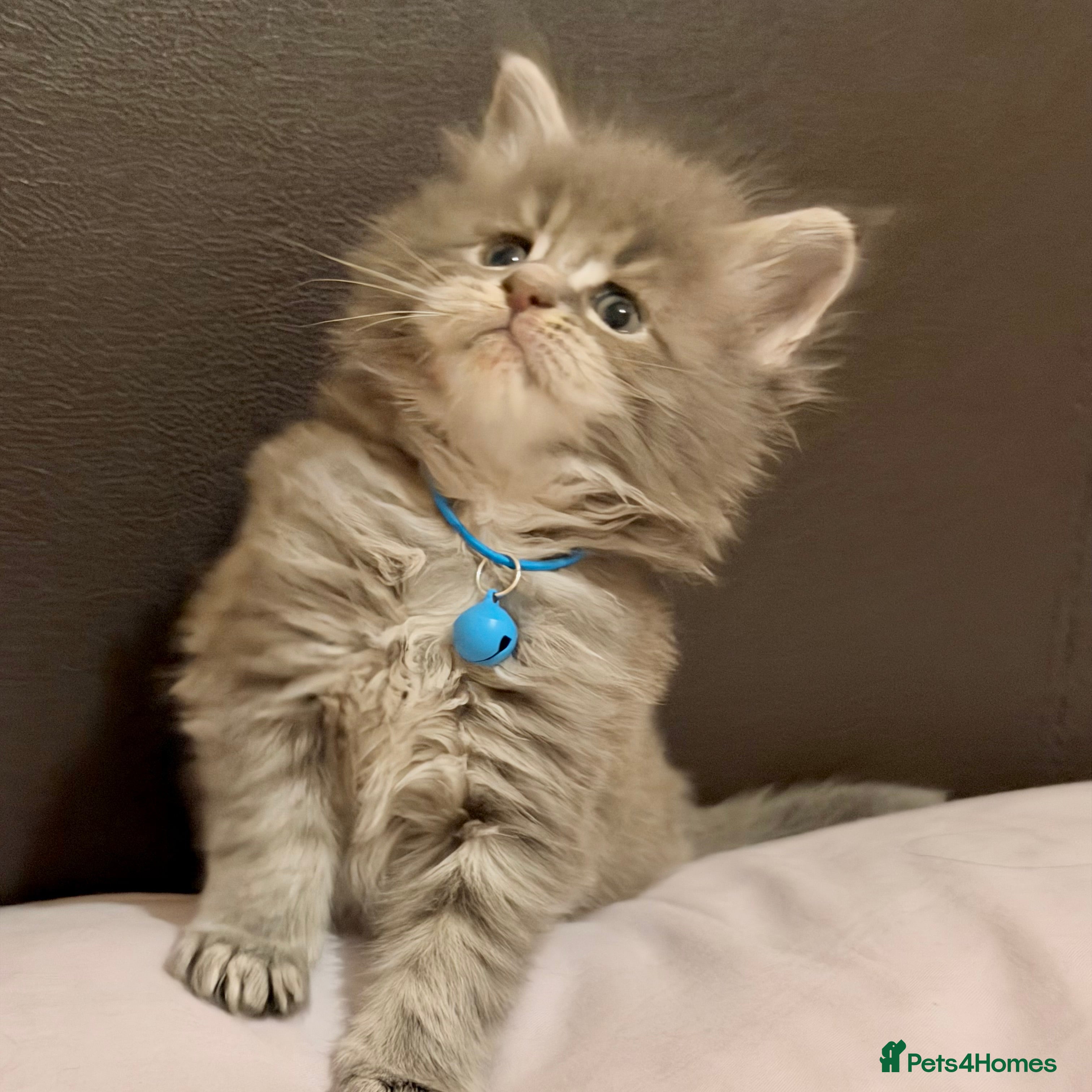 Maine Coon cats 2 Left - Gentle, Playful, Affectionate Maine Coons - Advert 2