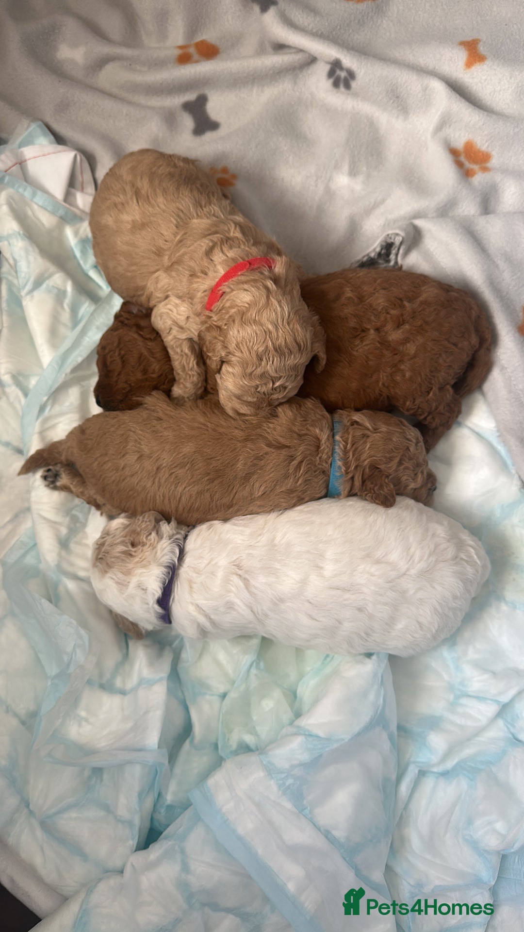 Cavapoochon dogs for sale: 3 beautiful cavapoochon puppies  - Image 4