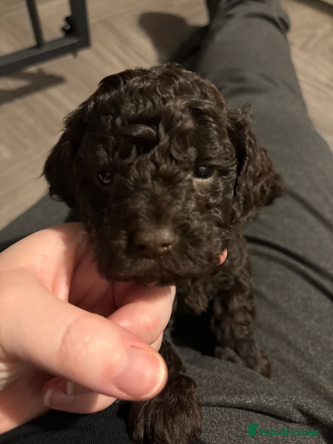 Cockapoo dogs for sale: 1 Male F1B Cockapoo looking for forever home 🐾 - Advert 15