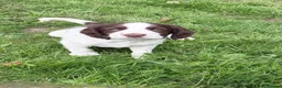 English Springer Spaniel dogs for sale: English springer spaniel puppies  - Advert 4