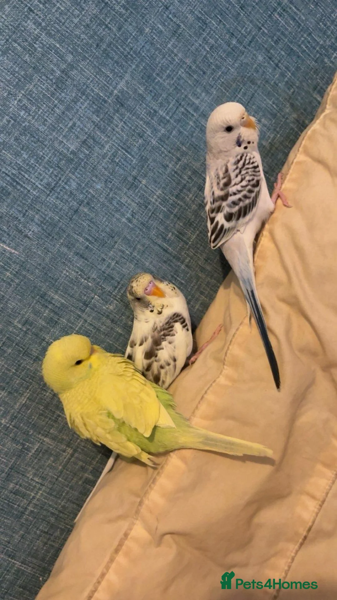 Budgerigars birds for sale: 1 male and 1 female left only white ones available - Advert 1