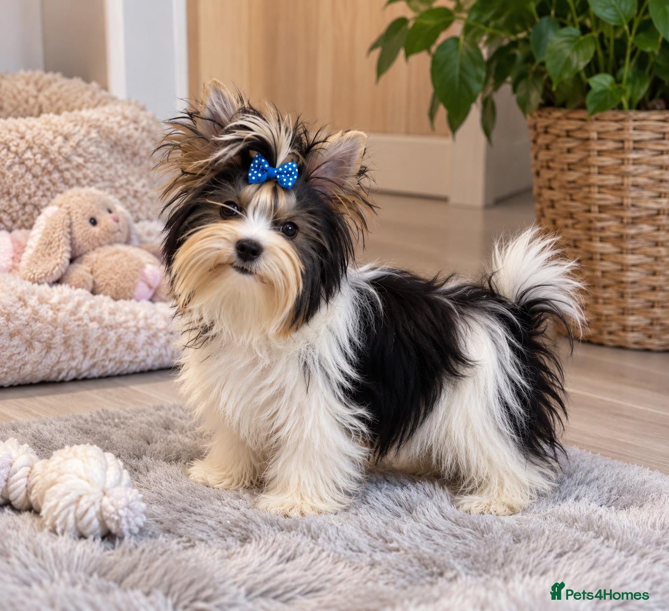 Yorkshire Terrier dogs for sale: Tiny Miniature Biewer Yorkie Girl – 9 Months - Advert 4