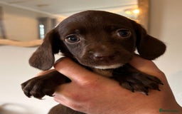 Cockerdor dogs for sale: Beautiful cockerdor puppies - Image 14