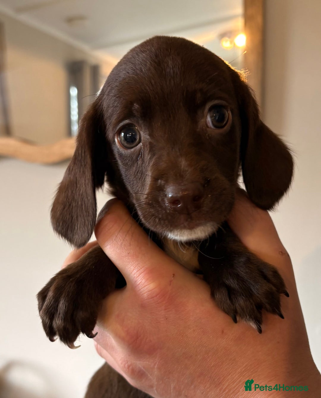 Cockerdor dogs for sale: Beautiful cockerdor puppies - Image 14