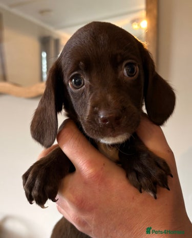 Cockerdor dogs - Advert 1