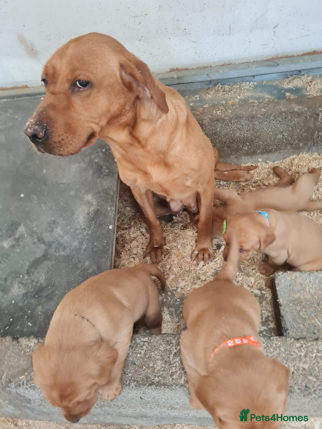 Labrador Retriever dogs for sale: Labrador Kc registered  - Image 12