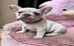 French Bulldog dogs for sale: Beautiful French Bulldog Puppies - Image 35