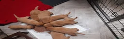 Labrador Retriever dogs for sale: Fox red labrador puppies  - Advert 3