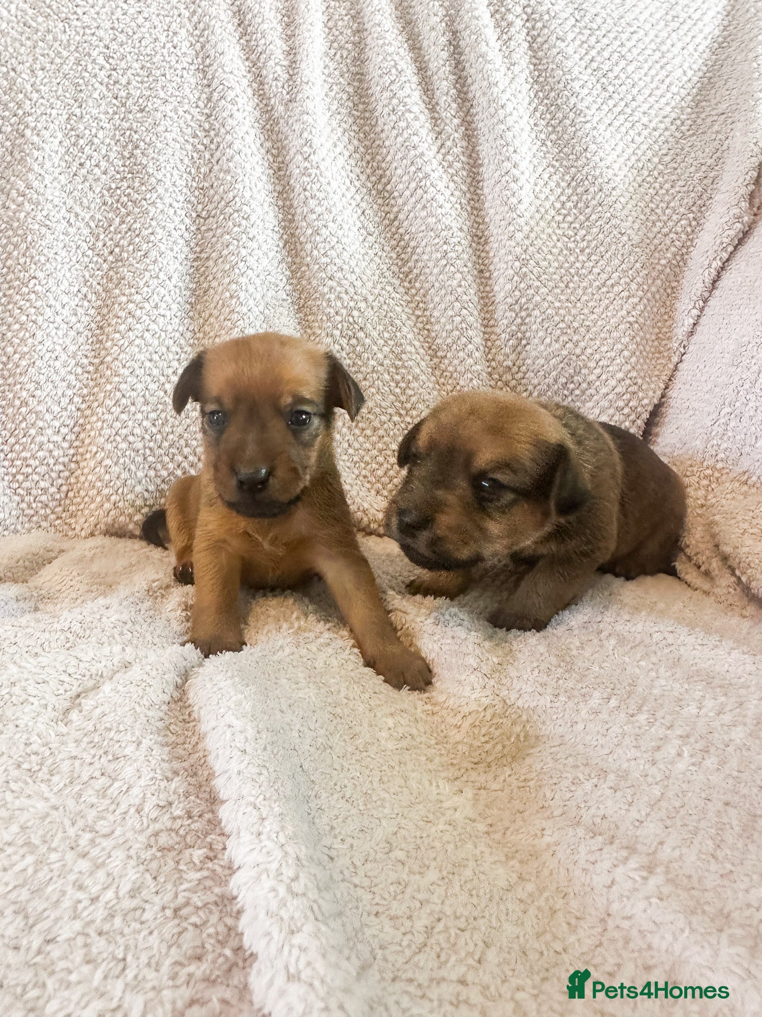 Mixed Breed dogs for sale: Patterdale X Lakeland Puppies for Sale in Letchworth Garden City - Advert 11