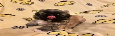 Pekingese 1