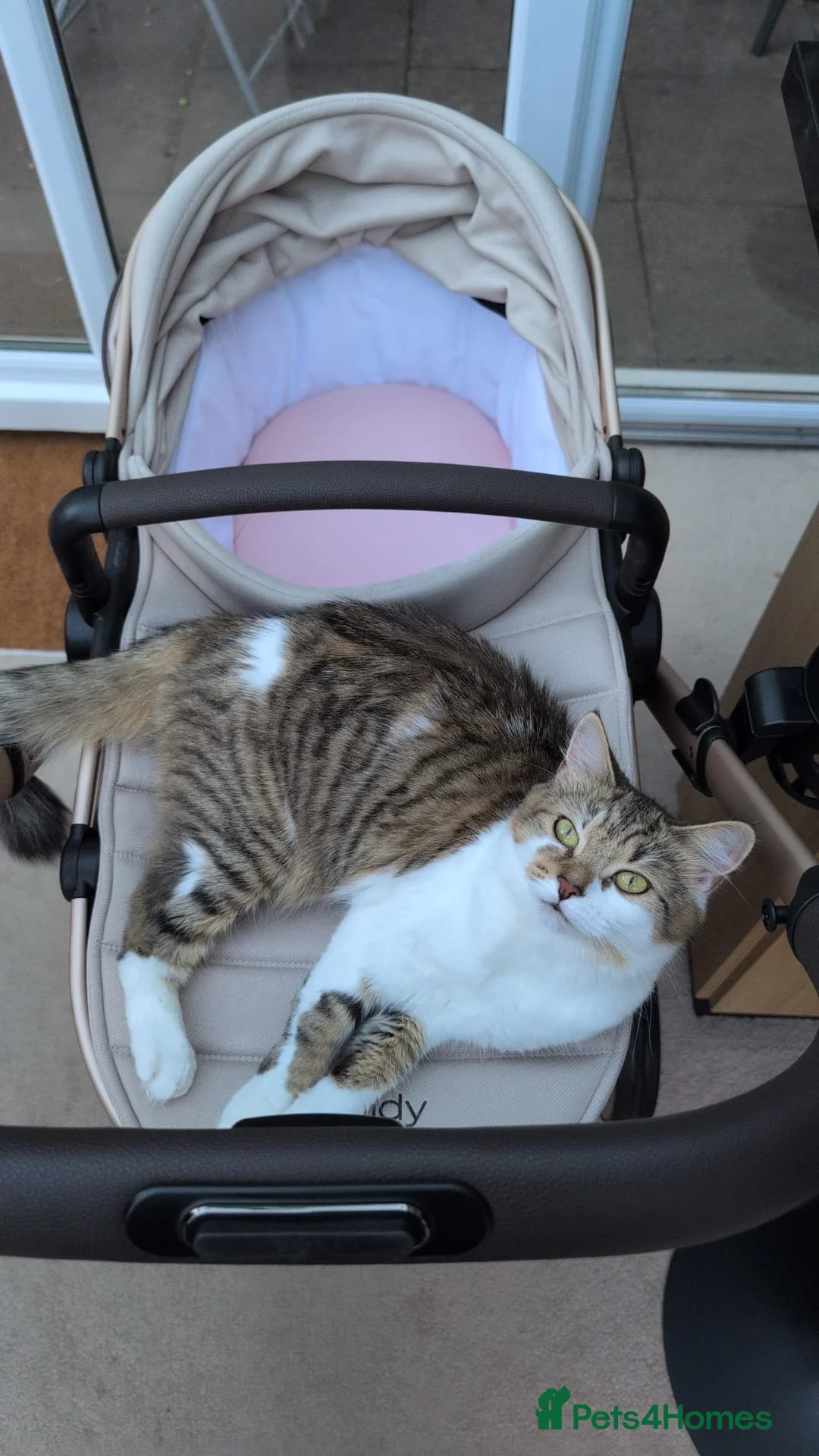 Mixed Breed cats for sale: Beautiful, friendly tabby kittens  - Advert 11