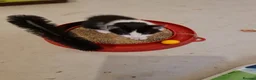 Mixed Breed cats for sale: Beautiful Plush, Fluffy Kittens - RAGBRITS CROSS - Advert 22