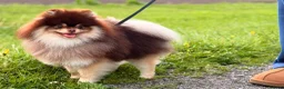 Pomeranian dogs for stud: Peanut 🥜 Choc & Tan carrying blue  - Advert 2