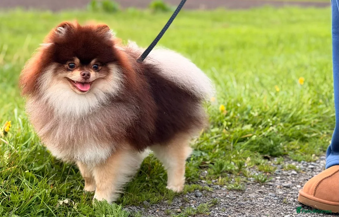 Pomeranian dogs for stud: Peanut 🥜 Choc & Tan carrying blue  - Advert 2