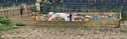 Mixed Breed dogs for adoption: Georgia & Tank, Available for adoption. - Advert 16