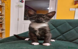 Savannah cats for sale: Playful Savannah F5 Mix Kittens for Loving Homes - Image 20
