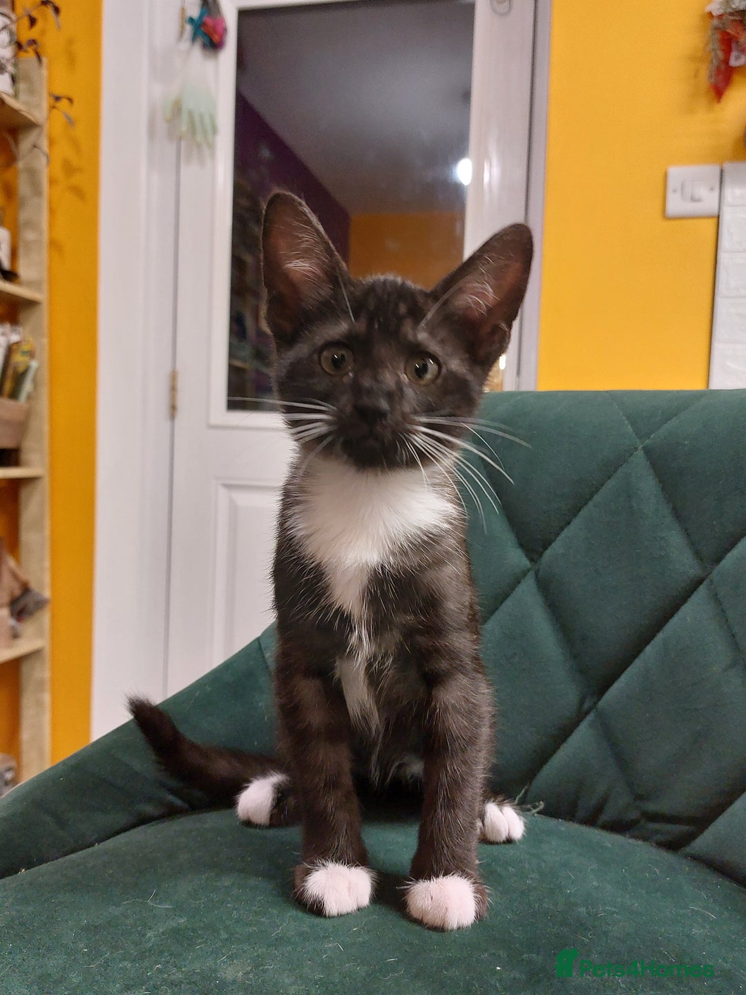 Savannah cats for sale: Playful Savannah F5 Mix Kittens for Loving Homes - Image 20