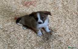 Border Collie dogs for sale: Red/Brown Merle Border Collie Pups - Image 1