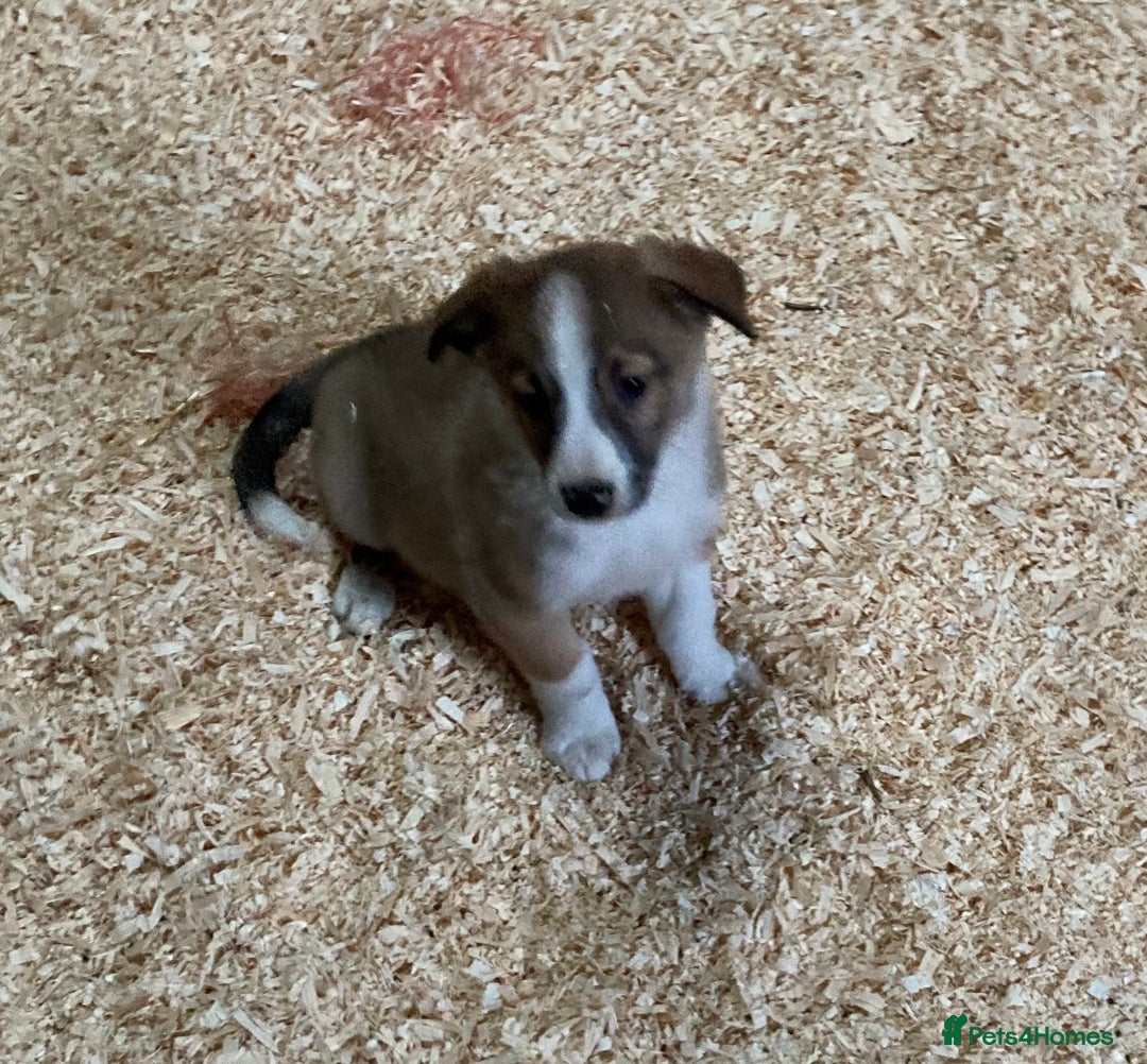 Border Collie dogs for sale: Red/Brown Merle Border Collie Pups - Image 1