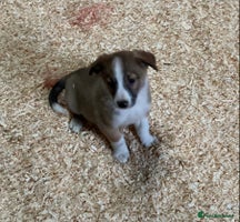 Border Collie dogs - Advert 9