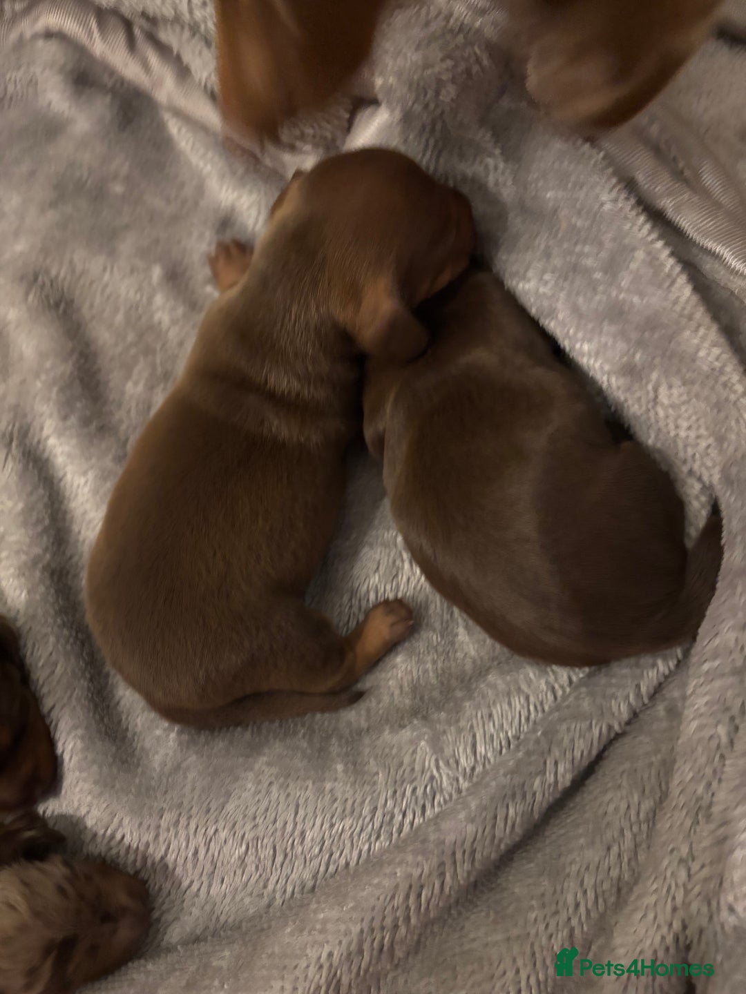 Miniature Dachshund dogs for sale: Miniature dachshund  - Advert 16
