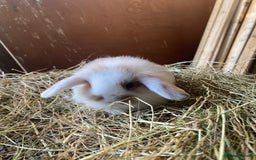 Lionhead rabbits for sale: Lion head x mini lop  - Image 9