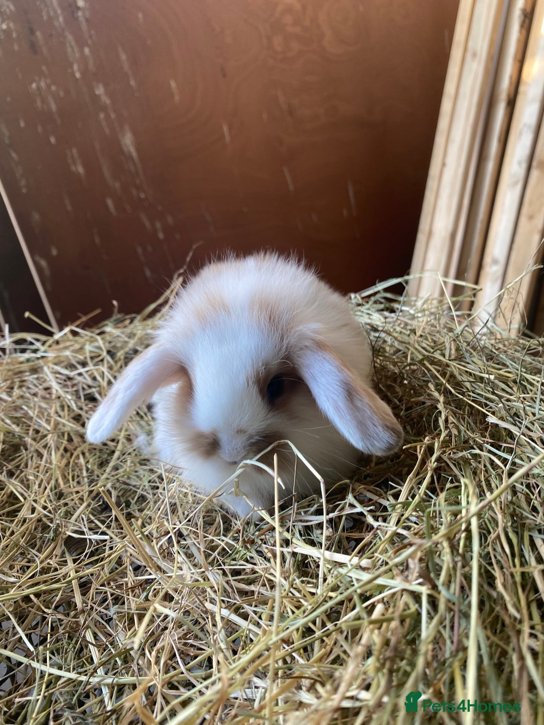 Lionhead rabbits for sale: Lion head x mini lop  - Image 9