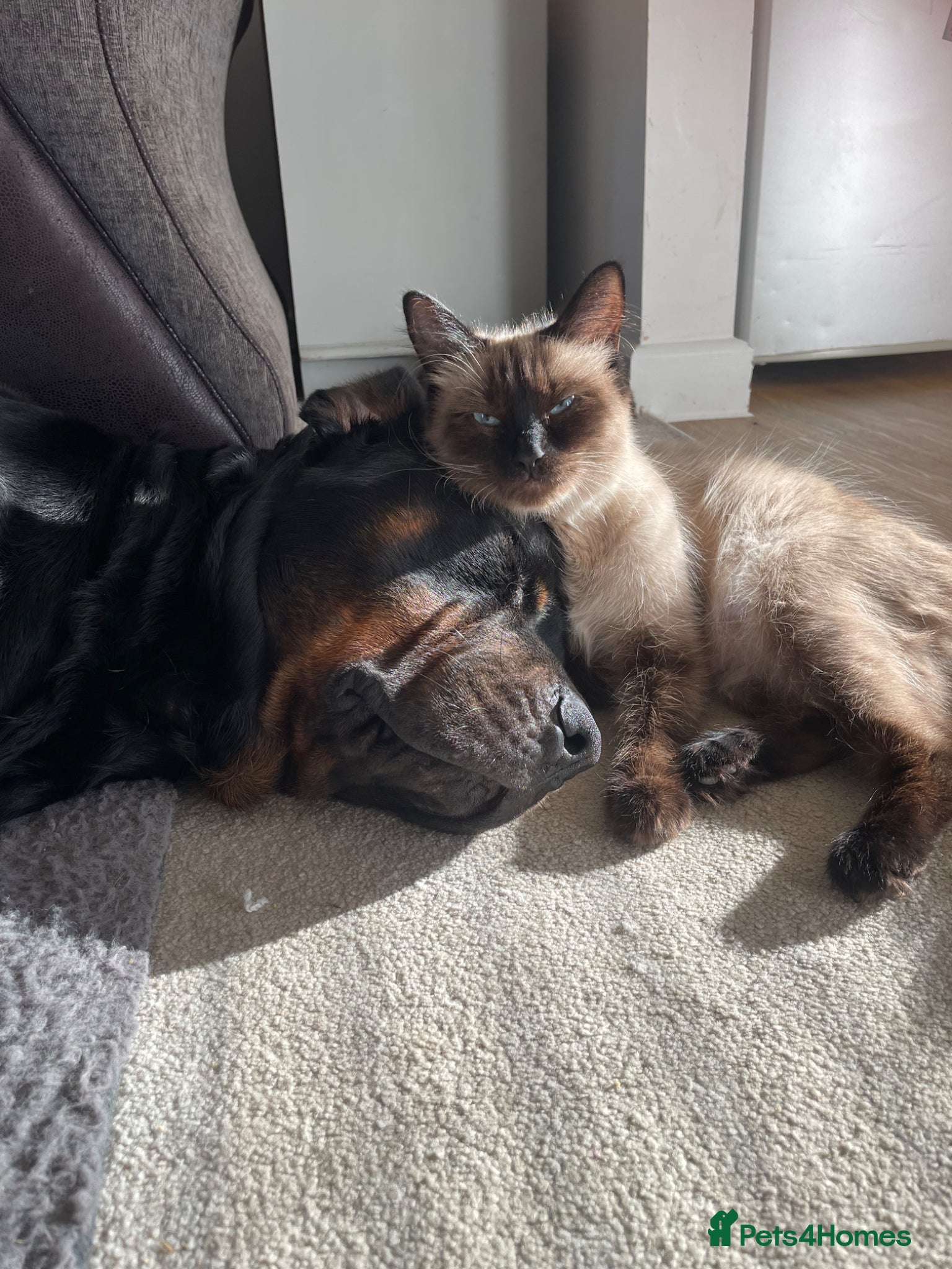 Ragdoll cats Ragdoll mix  - Advert 16