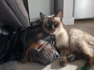 Ragdoll cats Ragdoll mix - Advert 16