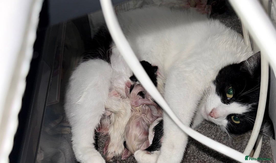 Domestic Shorthair cats for sale: Kittens for sale - Advert 5