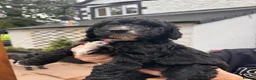 Mixed Breed dogs for sale: 🐶 Beautiful Puppies. Doodles.🐕  in Seascale - Advert 5