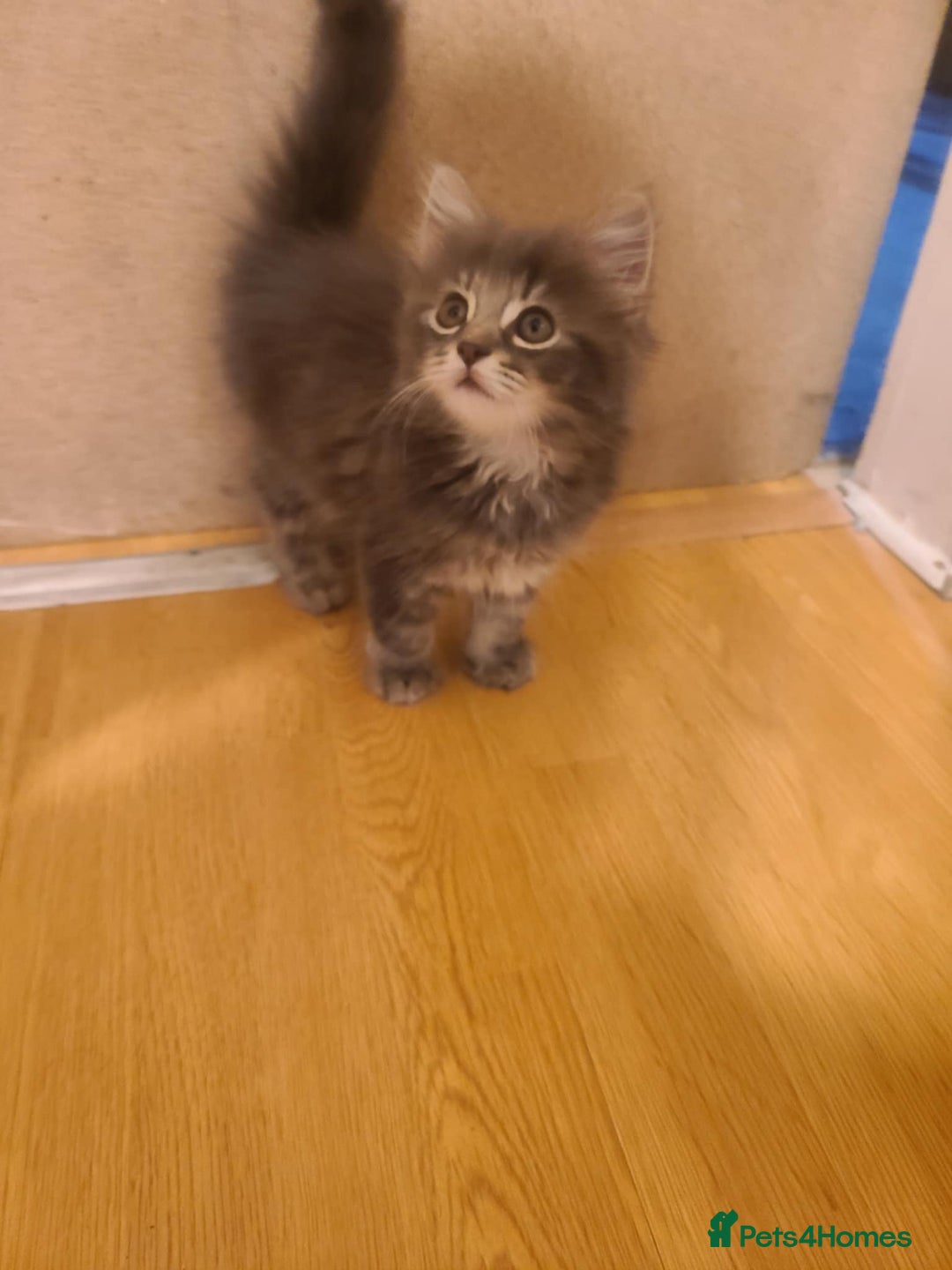 Mixed Breed cats for sale: 4 flufball looking for new home - Image 20