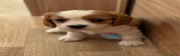 Cavalier King Charles Spaniel dogs for sale: Gorgeous Cavalier King Charles Puppies! - Advert 15