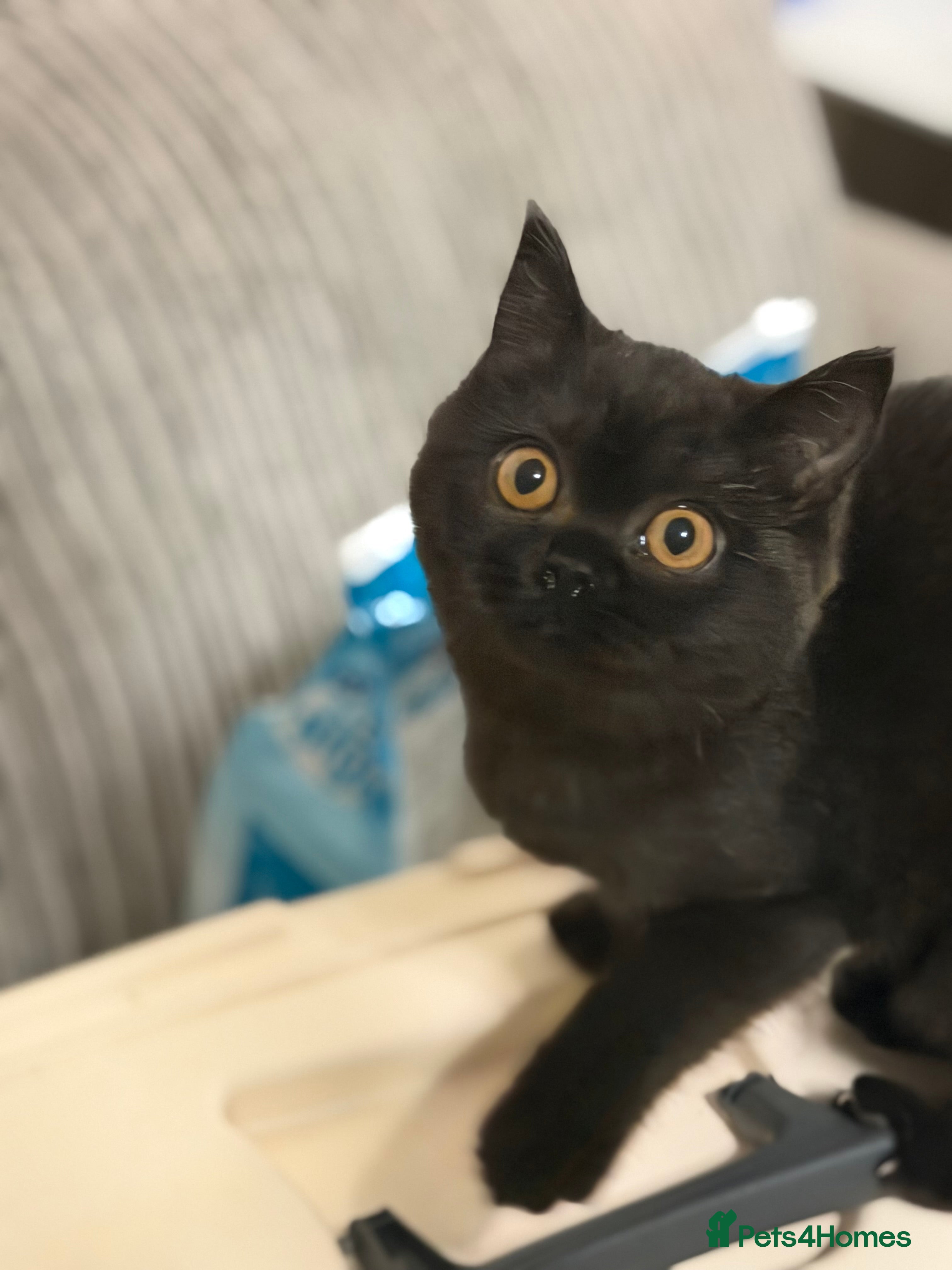 British Shorthair cats Ready to leave *** black female bsh *** - Advert 11