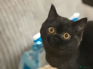 British Shorthair cats Ready to leave *** black female bsh *** - Advert 13