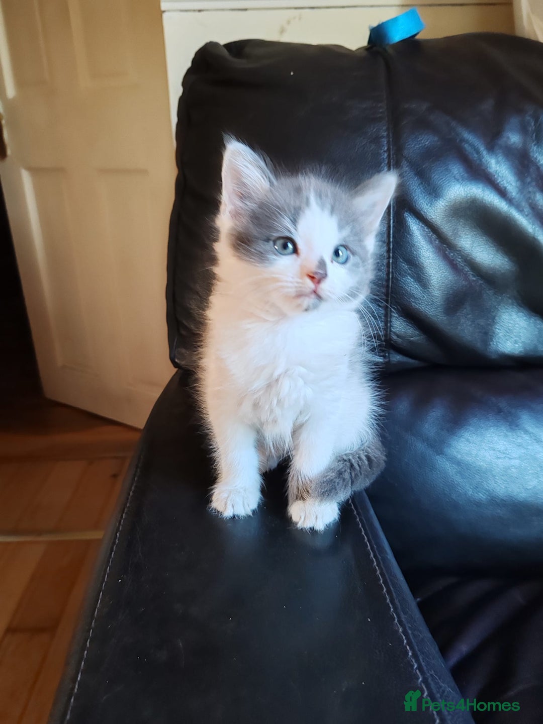 Mixed Breed cats for sale: Cuddly fluffy kittens  - Image 2