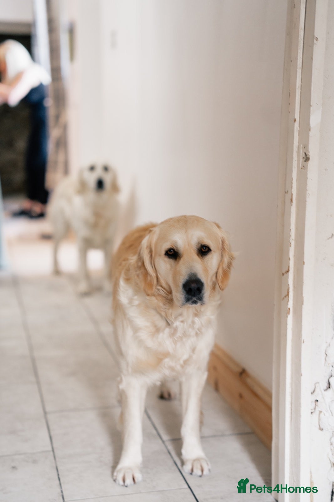 Golden Retriever dogs for sale: 8 adorable golden retriever pups for sale  - Advert 18