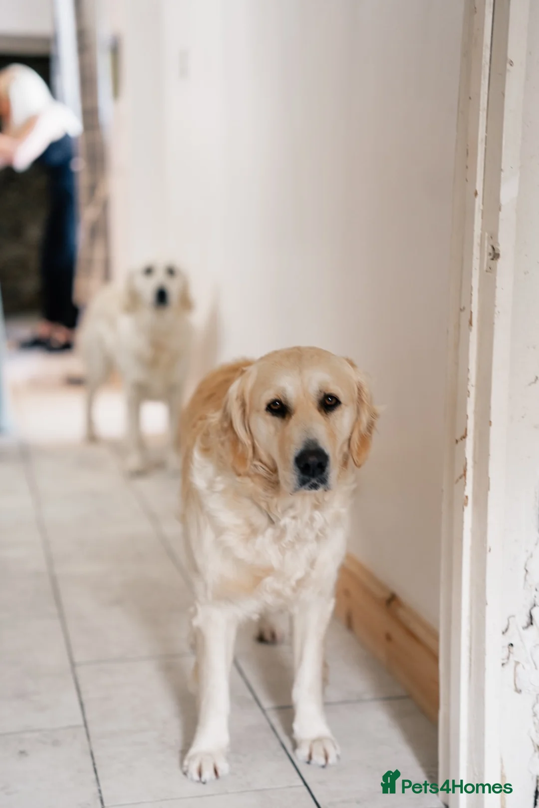 Golden Retriever dogs for sale: 8 adorable golden retriever pups for sale  - Advert 2