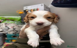 Sprocker dogs for sale: Working sprocker spaniels for sale  - Image 1