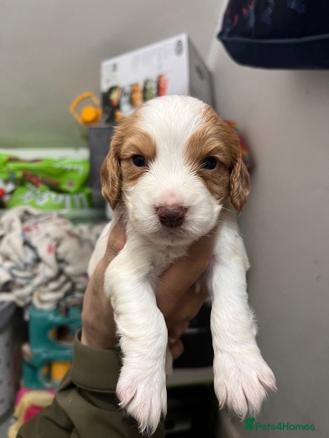 Sprocker dogs for sale: Working sprocker spaniels for sale  - Image 1