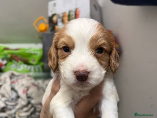 Sprocker dogs - Advert 8